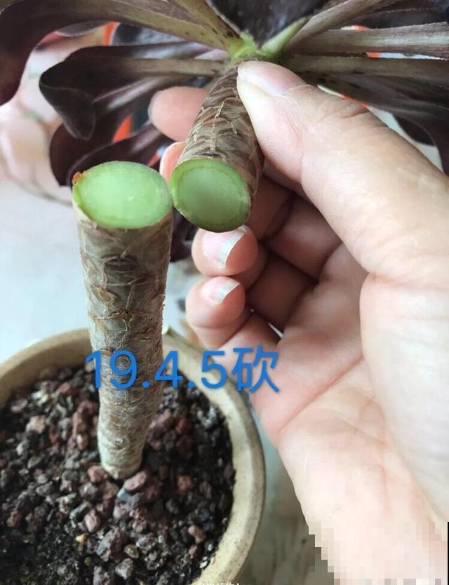 这种植物砍1刀，不到1个月，立马嗖嗖爆盆