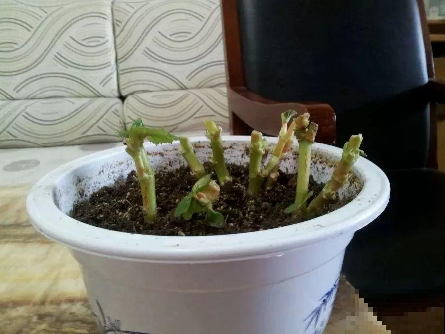4种花现在赶紧剪，剃光头撸光叶，越狠越爆盆！