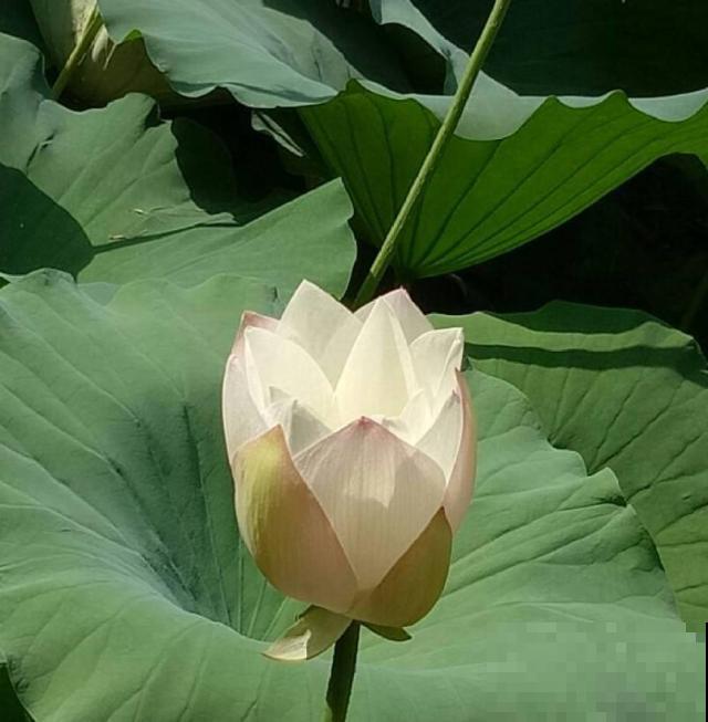 秋天公园里面常见的花，看一眼就爱上，不如自己在家养一盆！
