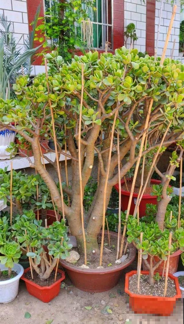 20年的玉树，为防止长疯，盆里插了一圈竹棍