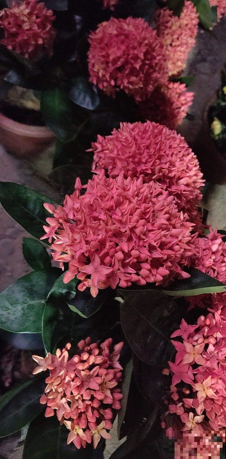 龙船花最适合秋天养，能从现在开到十二月，最关键是特好养！