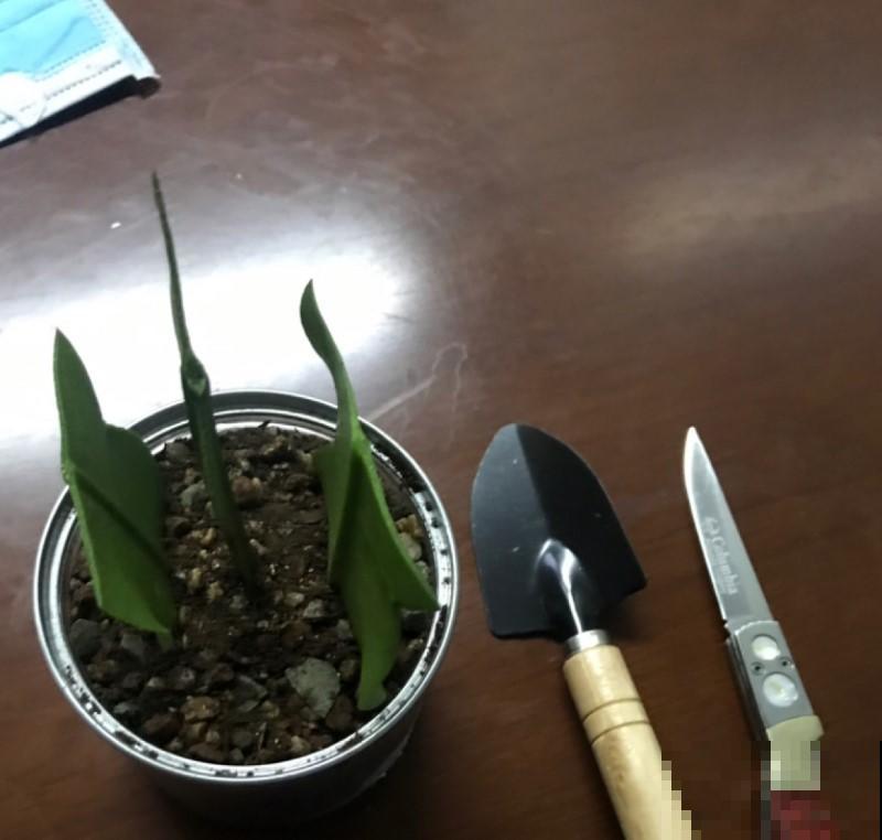 你们见过昙花开花吗？没有见过的，掐个叶，就能种！