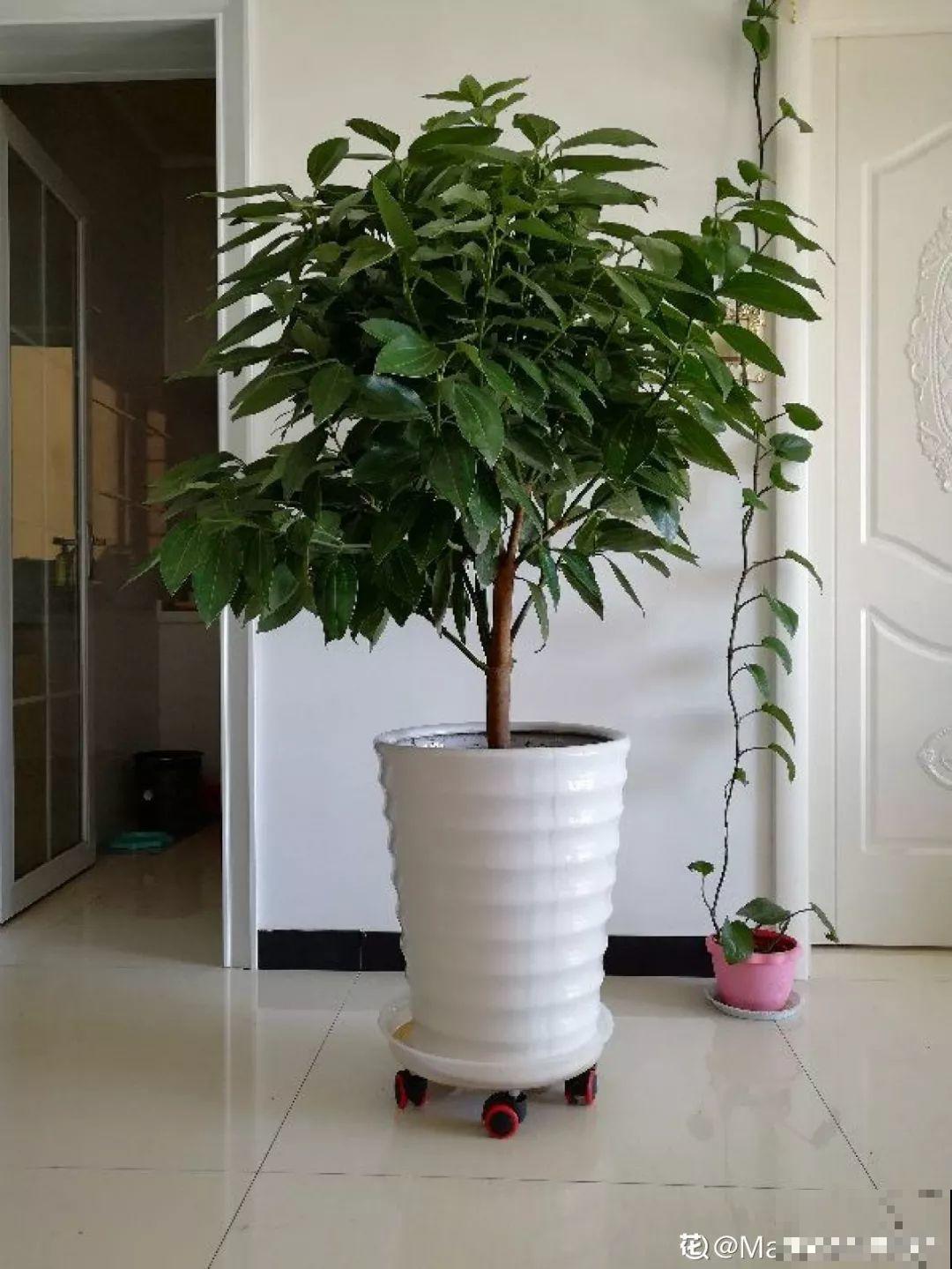 花盆里垫点它，浇点水就疯长，大白根挤满盆！