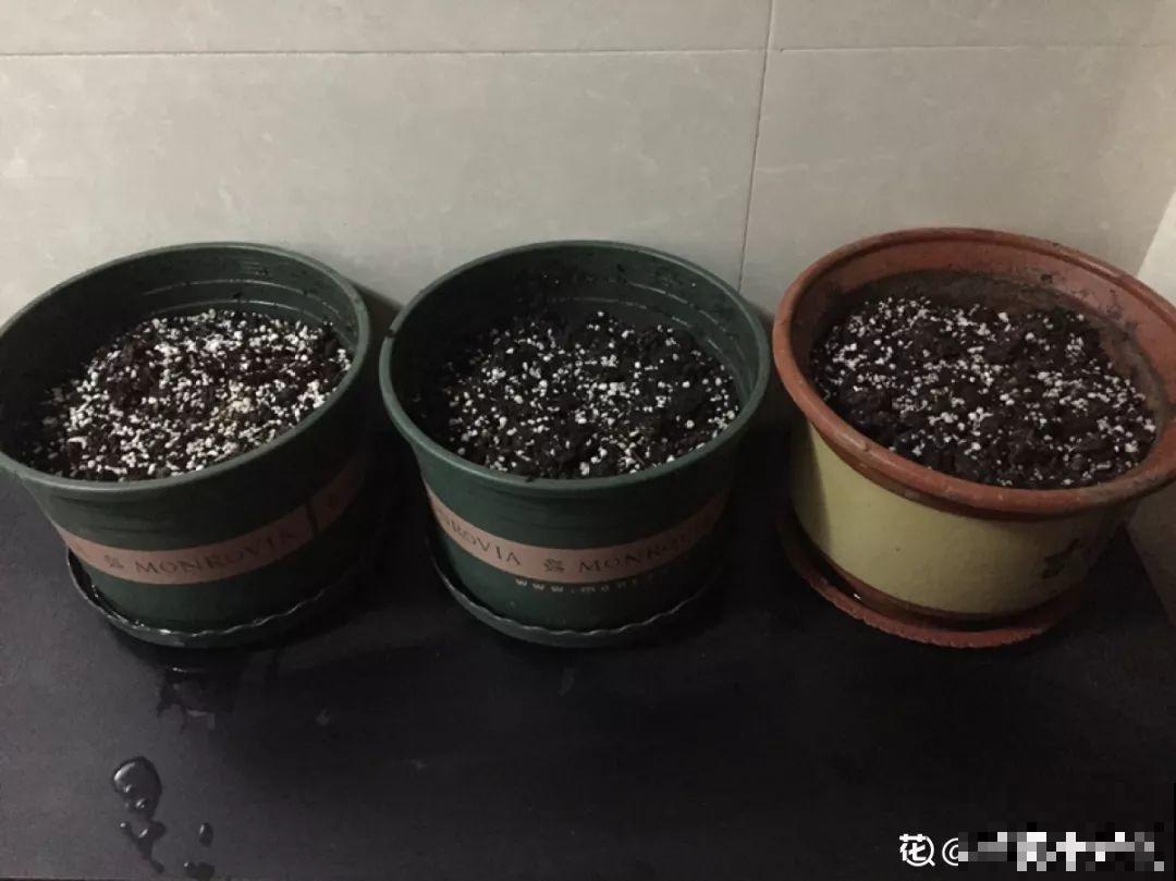 这花不能种太深，花盆大了，别指望能开花！