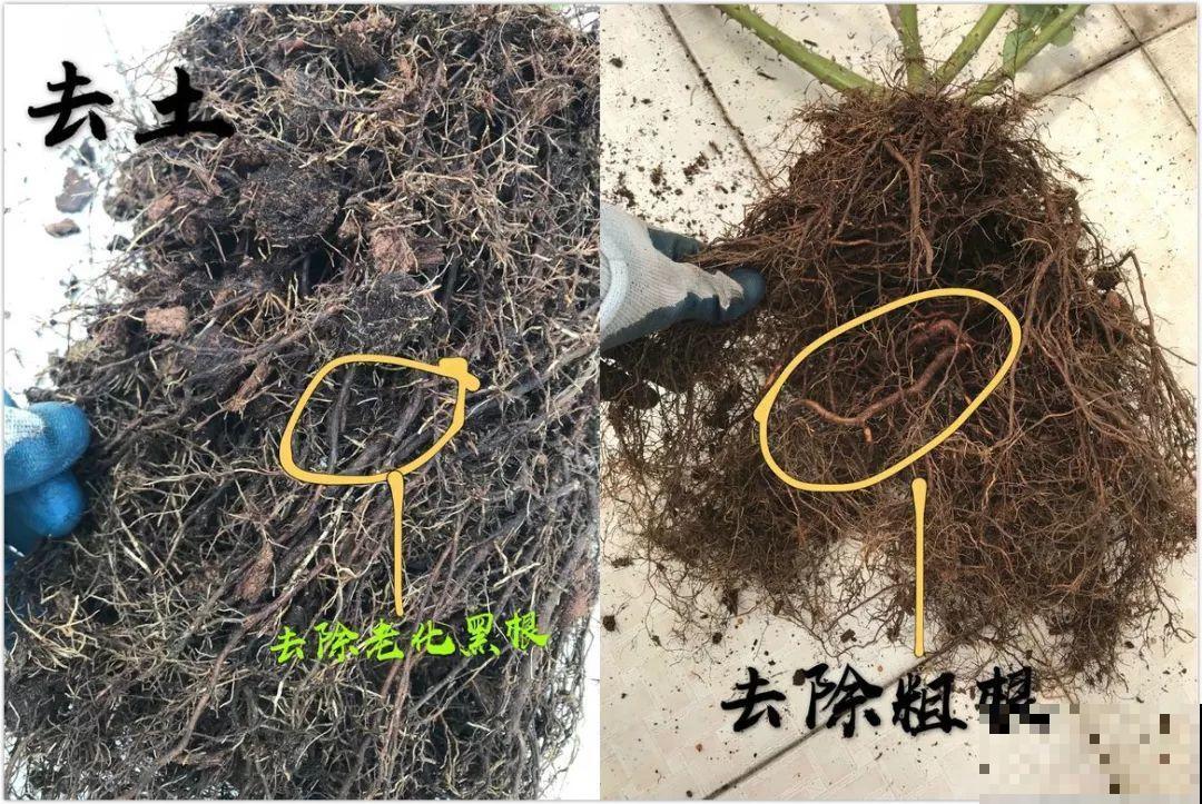 换盆时机到了，有这花赶紧换，叶子疯长猛开花！