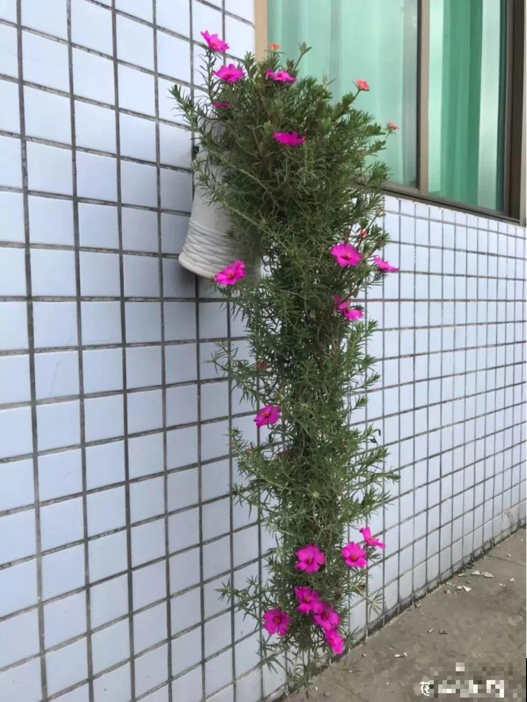 把花插在油桶里，疯狂晒7天，开成大花柱！