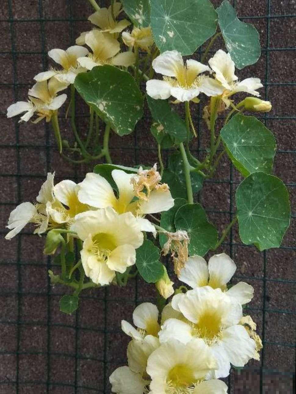 叶子像铜钱草的花，年年爆成大花球，春秋两季都在开！