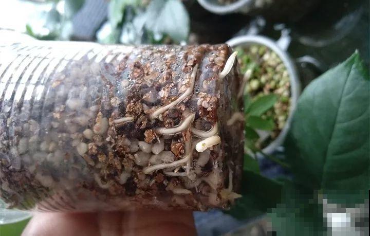 最难扦插的花，蘸点它插土里，20天白根蹭蹭冒！