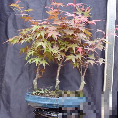 秋天最适合养的就是它，不开花也能红红火火，一棵能养几十年！