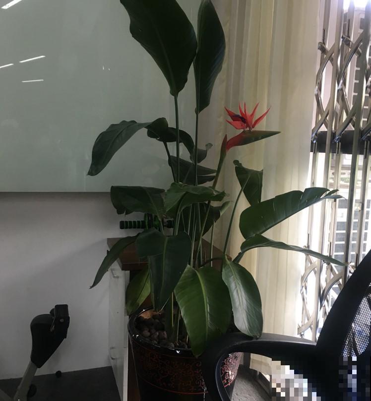 这花真像鹤望兰，但却不开花，花市上选择可要注意了！