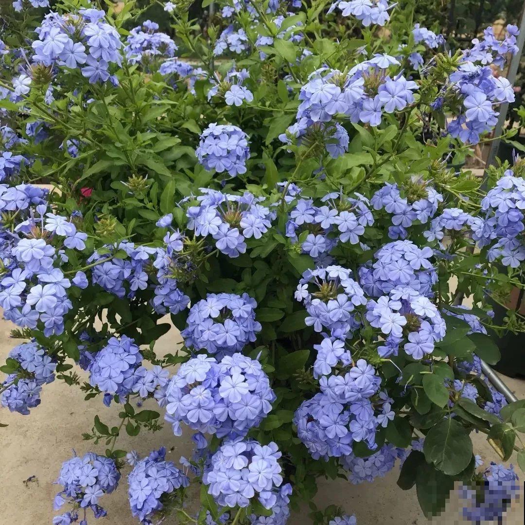 蓝雪花越剪越长，院子里栽一棵，2个月开满整面墙！