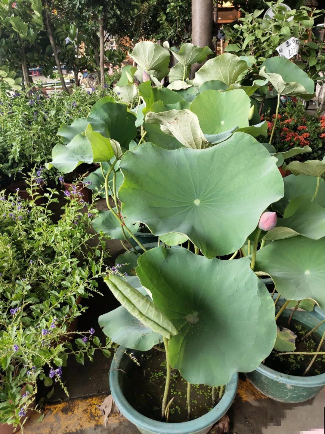 9月份逛花市，这花最好看、最好养，放心抱回家！