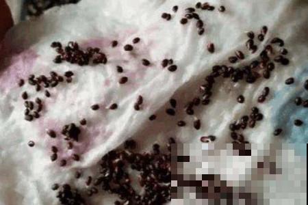 挖一勺猕猴桃塞盆里，谁知道一星期长爆盆，邻居以为花钱买的盆栽