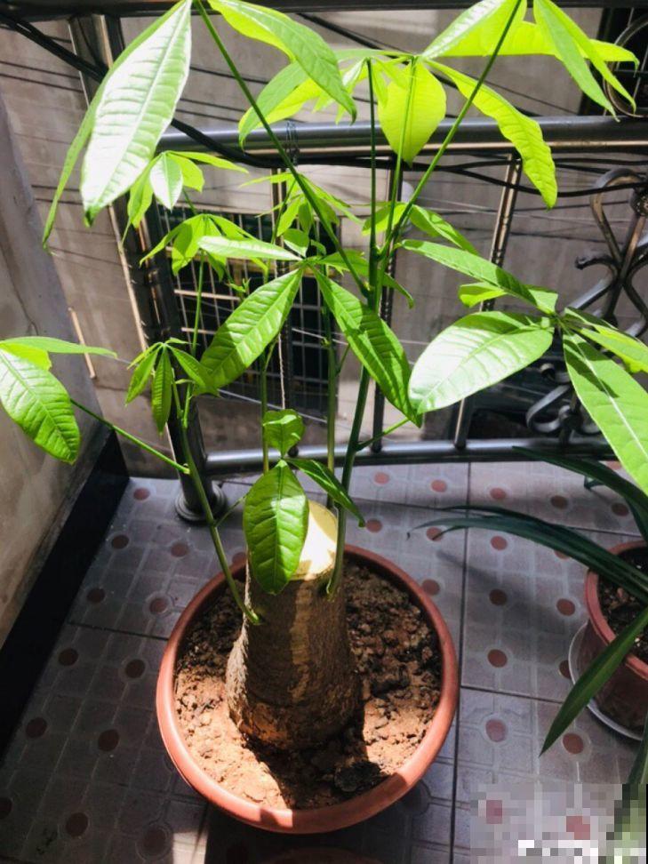 再好养的花也怕冷，放外面一晚上，一不小心变烂草！
