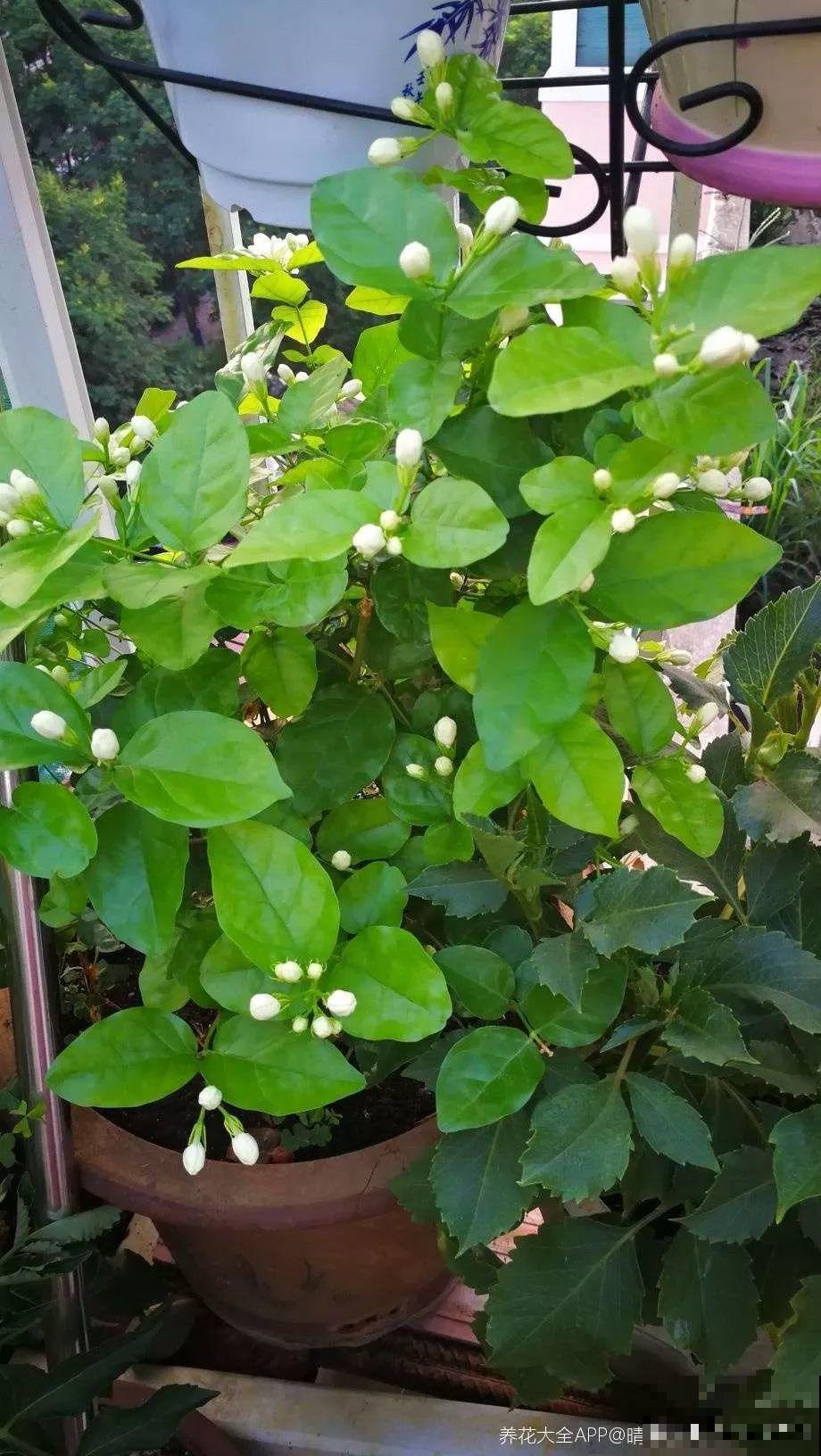 这10种花，秋天不要剪，不然白折腾还不开花！