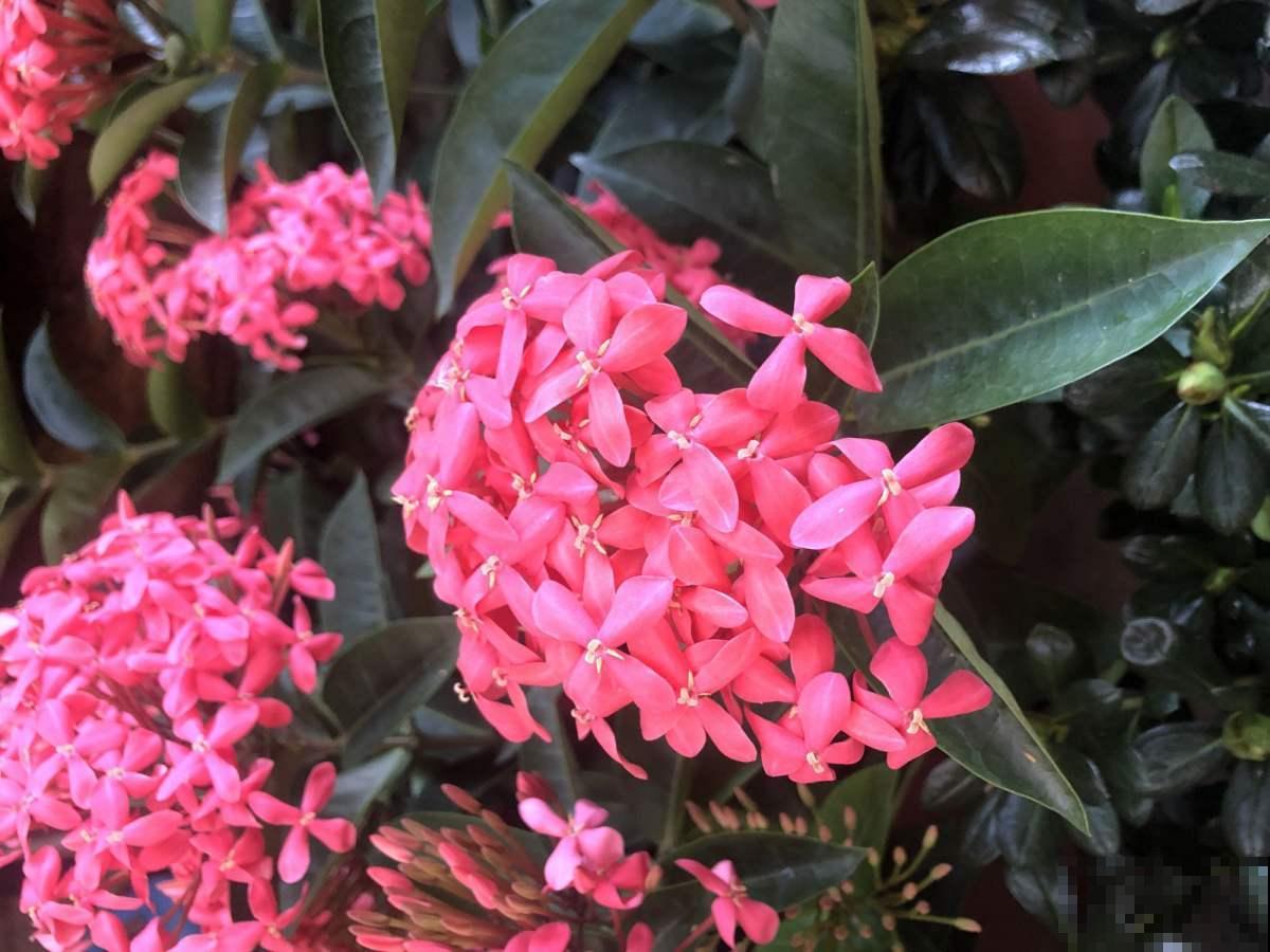 龙船花最适合秋天养，能从现在开到十二月，最关键是特好养！