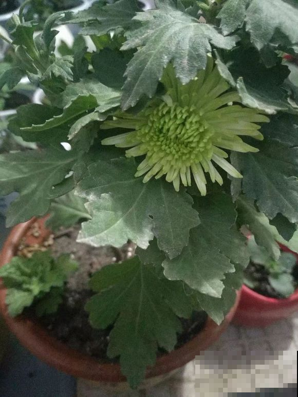九月桂花飘香，阳台养盆，花一开满屋飘香！