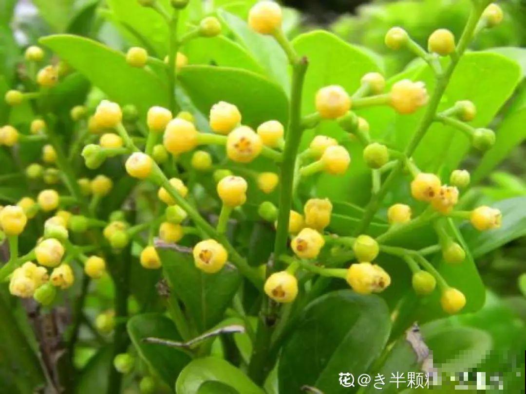 这花就是慢性子，开花都要人催，叶子该掐就得掐！
