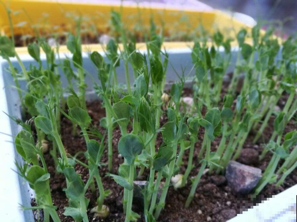 现在把这小豆子塞盆里，俩月不到就能收获好几斤，比买的还香！