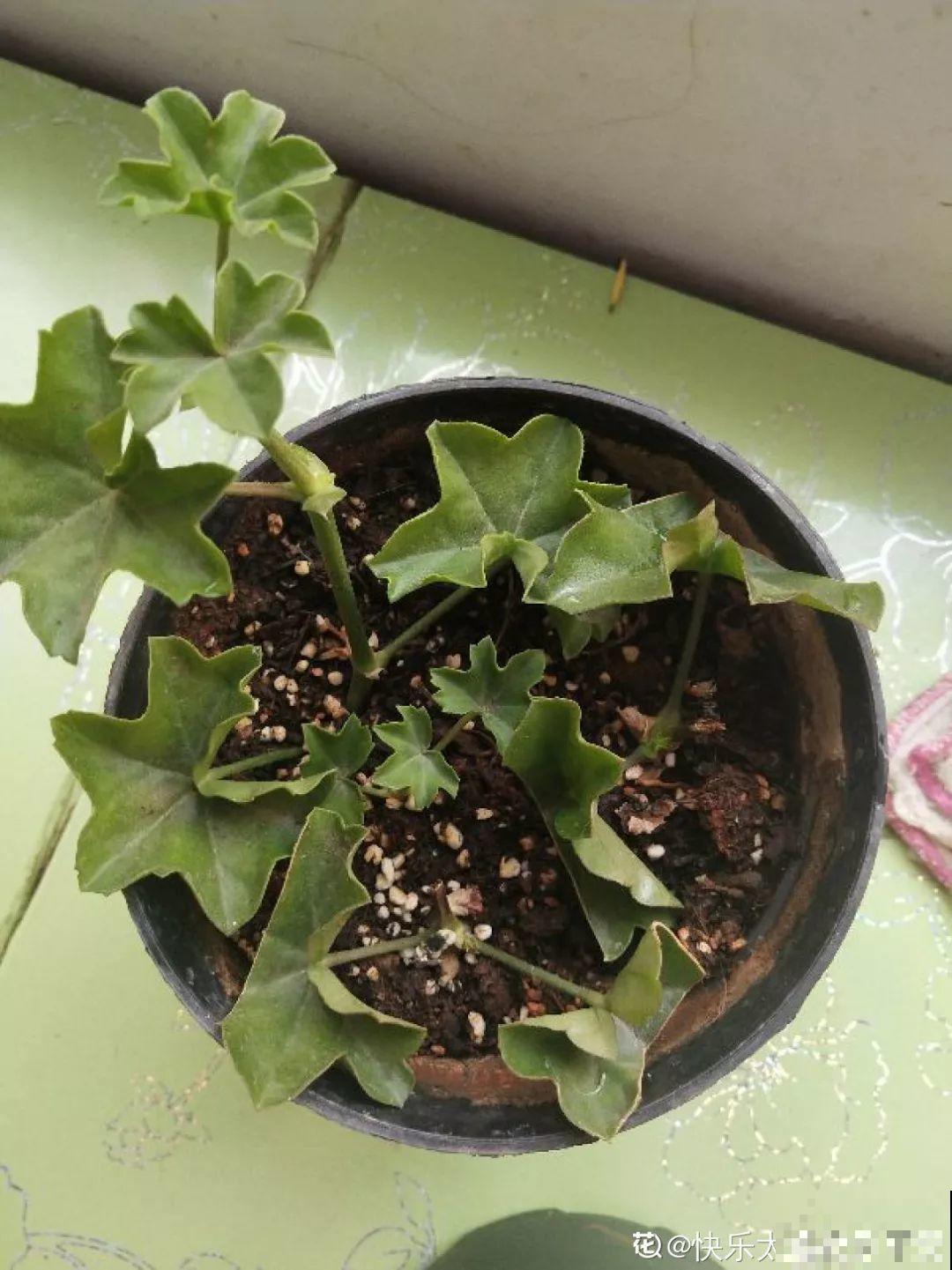 这花真便宜，不用一百块摆满一阳台，花多得看不见叶子！