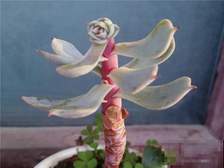这花赶紧摘叶子，掐光后别浇水，立马又冒10个芽！