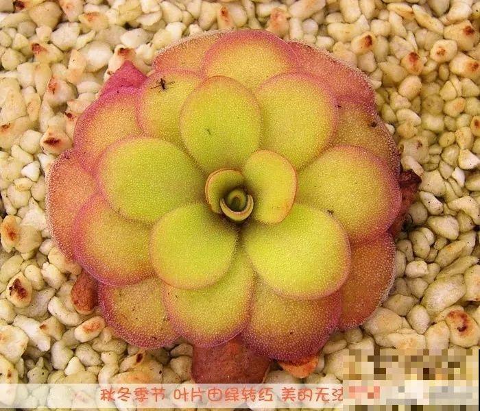 这5种重口味的花，自己就能“找食吃”，最适合秋冬养！