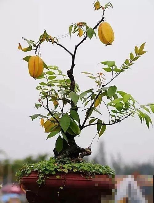 一个碗大的花盆，也能种出苹果树？别说，看着还挺诱人的！