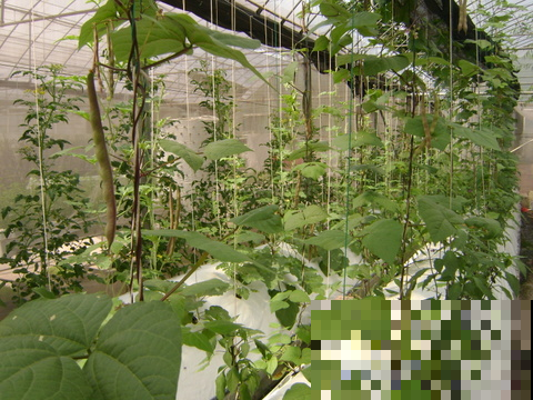 家里的菜园子不知道栽种些什么，种点它，一茬一茬吃不完！