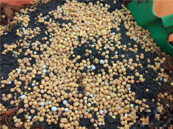 秋天给多肉施肥，就选这5种，小芽一个接一个的往外冒！