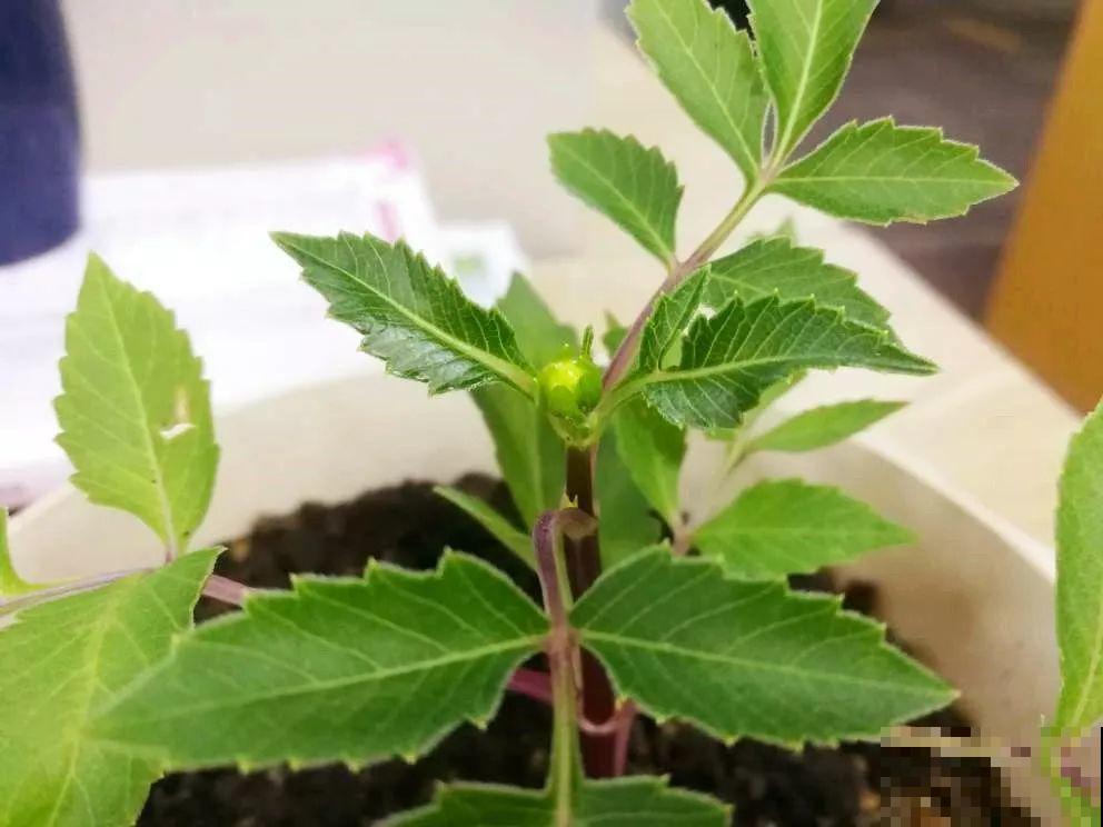 养这花真过瘾，剪一茬开一茬，一年能开3季！