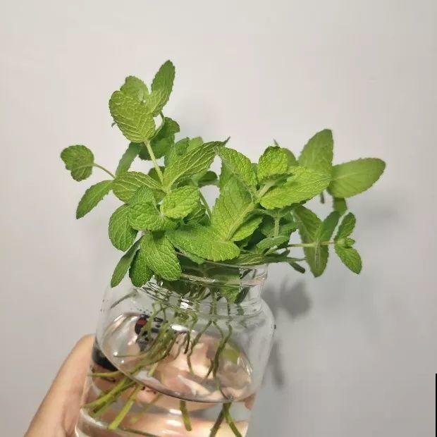 给花换个时髦养法，天天浇水都不怕，养10年都没问题！