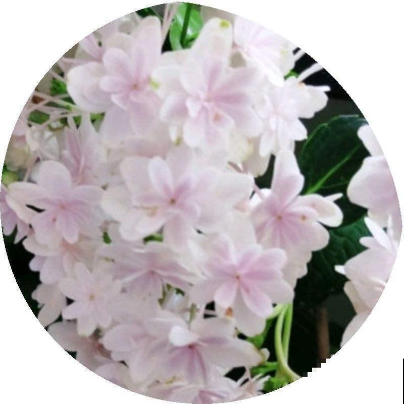 除了玫瑰，最受情侣欢迎的花是什么？不再为选花发愁