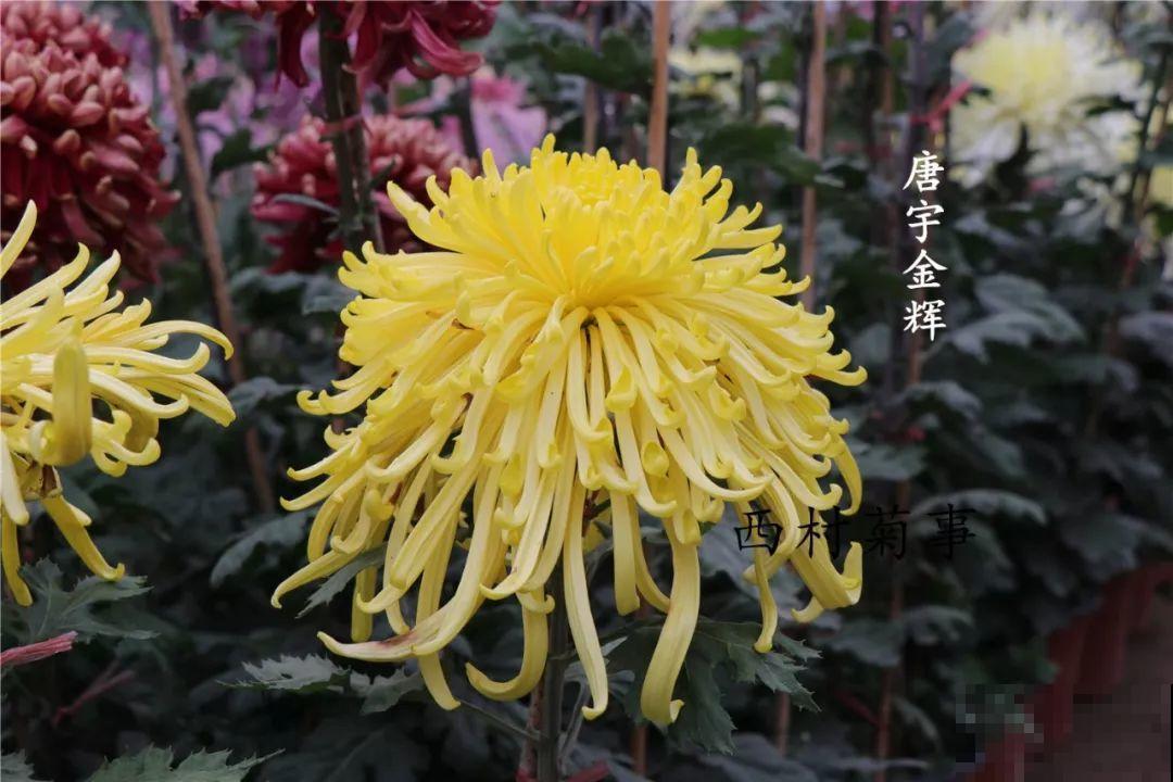 秋天啥花都可以不养，唯独这1种，100盆都不嫌多！