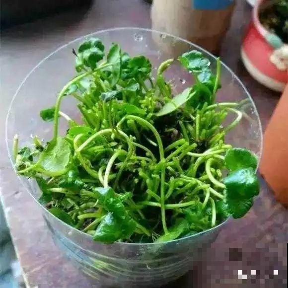 这6种寓意好的花，剪根枝就能活，摆在家里超养眼！