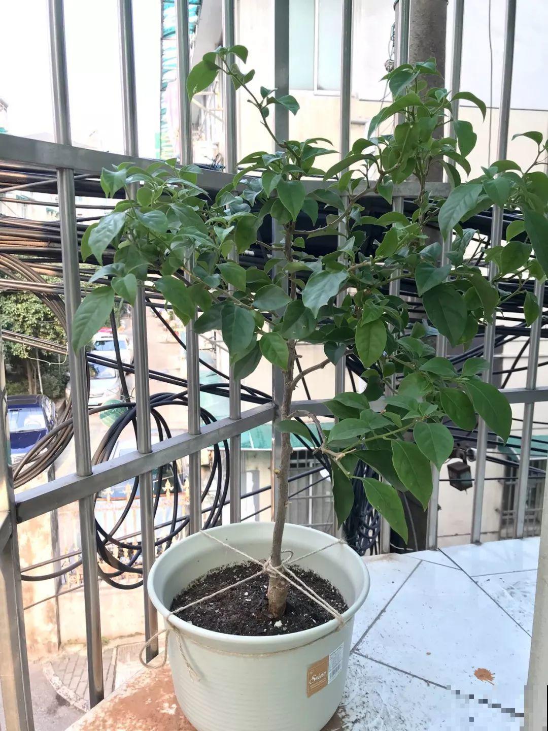 买回来就死翘翘，注意好这一点，开得比花店里还好