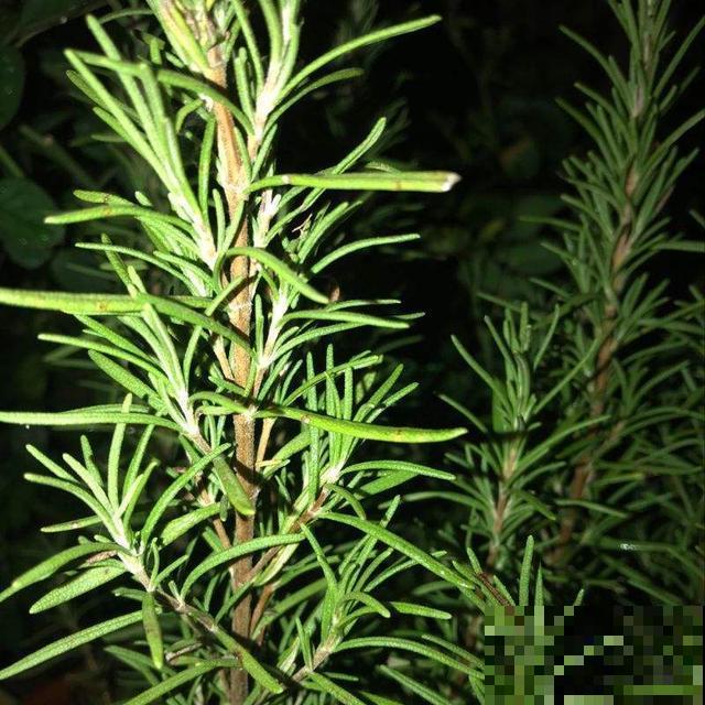 值得你养护的几种植物，容易养还有奇香，养好了家里天天香气弥漫