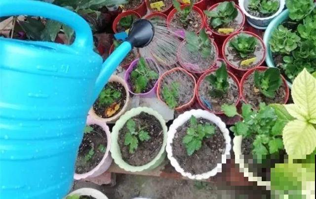 10月养花，这3点没注意，容易把花养死