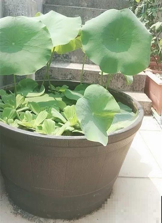 水缸养荷花，捞出10斤大白藕，咬一口咔嚓脆！