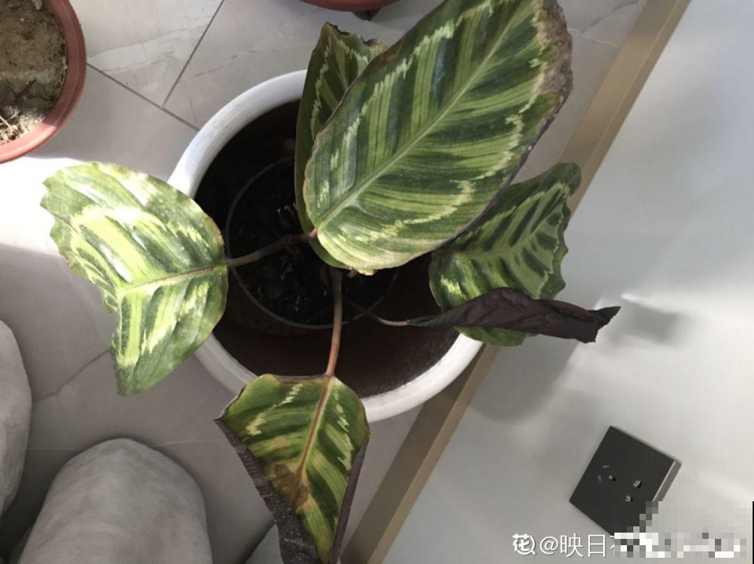 这花秋天最怕晒，晒一盆死一盆，赶紧挪个地儿！
