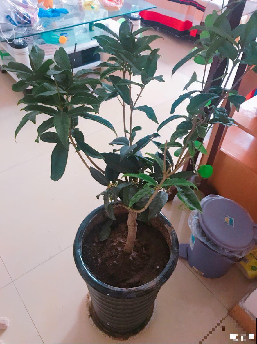 这5种花，放室内养不好，一搬出去立马就疯长！