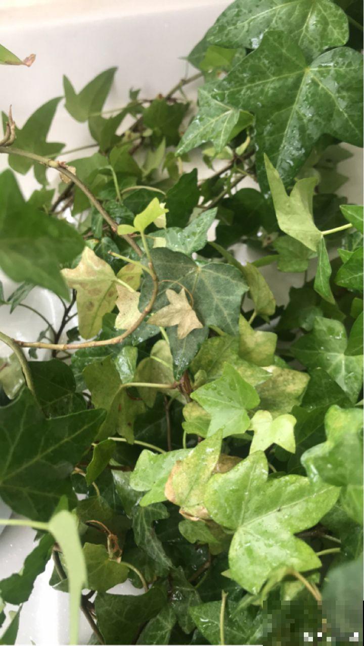 这7种花，耐阴不抗晒，放错位置不用一周叶子就枯了！