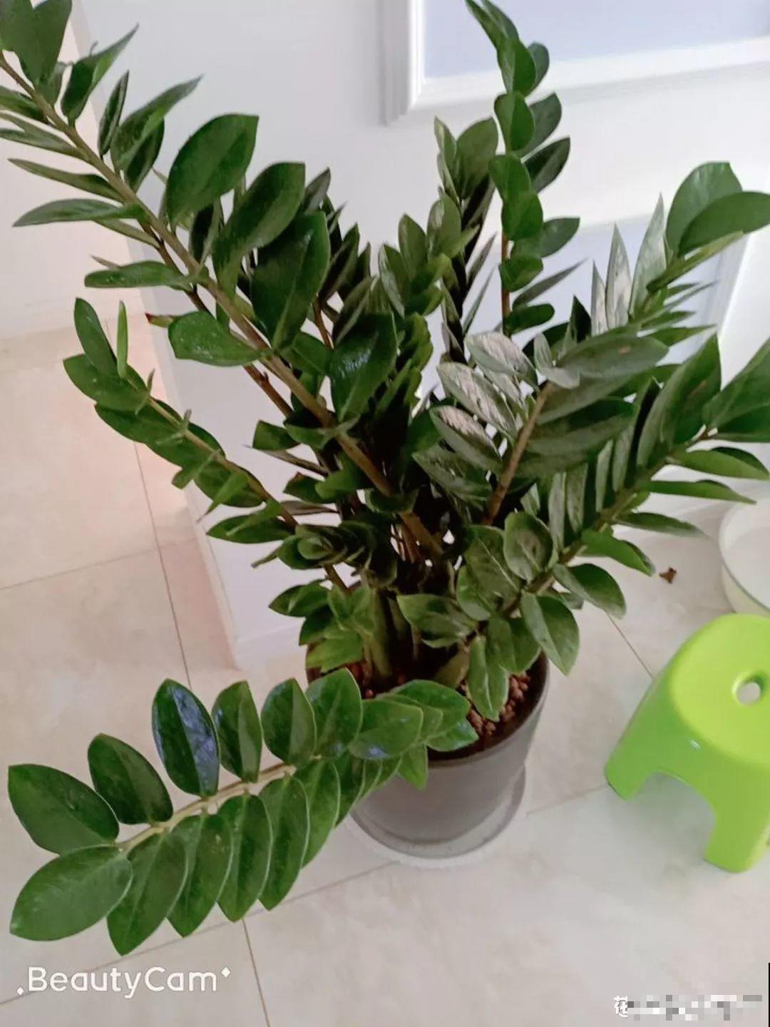 5种花就怕乱浇水，浇错了不是黄叶就是烂根，更别指望开花了！