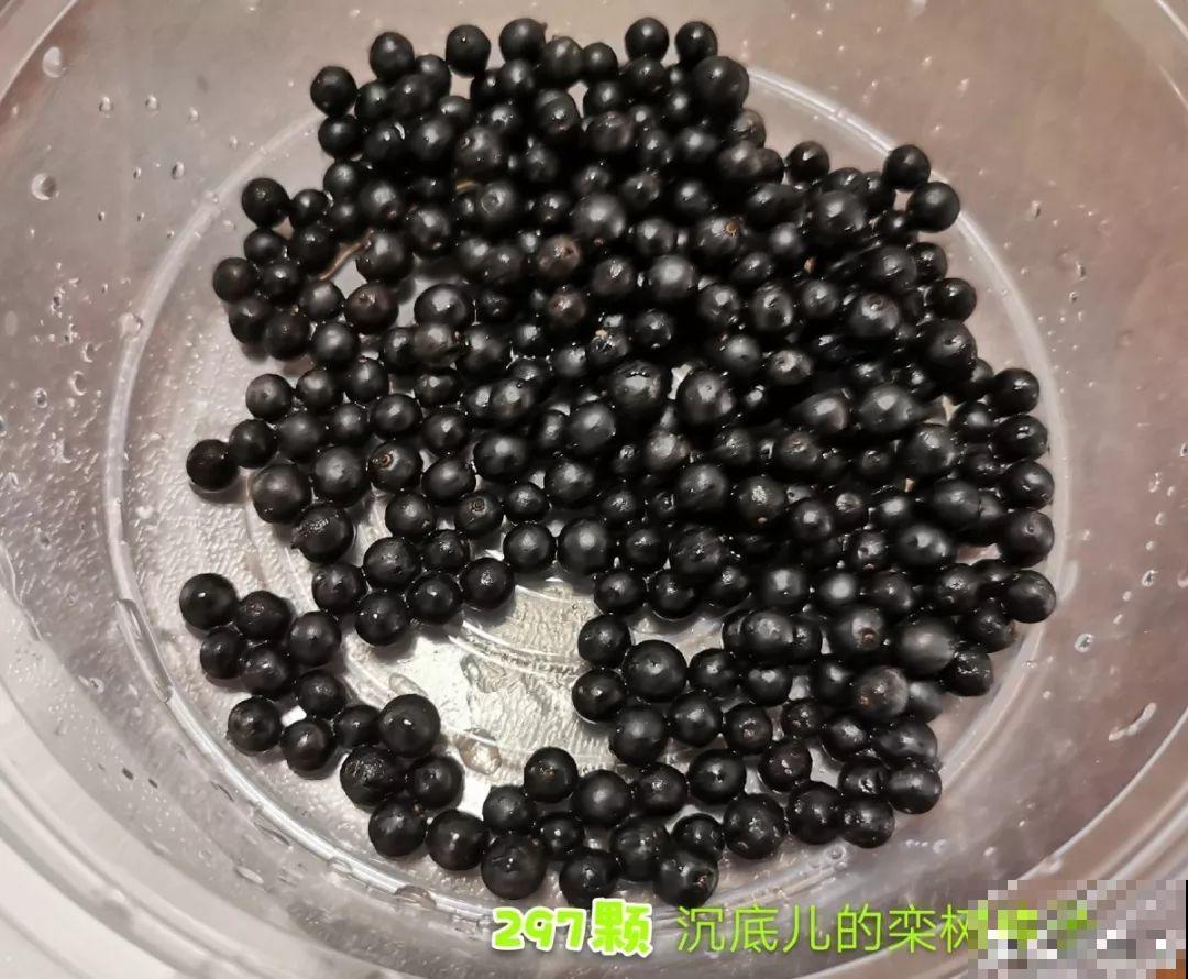 路边银杏摘个果，回家一处理，变成阳台小盆栽！