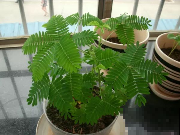 这几种花千万别轻易放家里，不然后悔都来不及，快看你家有没有！