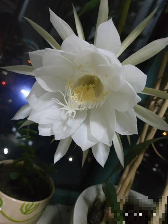 除了忘记浇水就是浇水太多？常见植物的浇水方法，看完赚大了