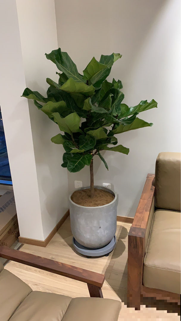 3种适合养在客厅的花，叶子油绿茂盛，就是一个天然的“氧吧”！