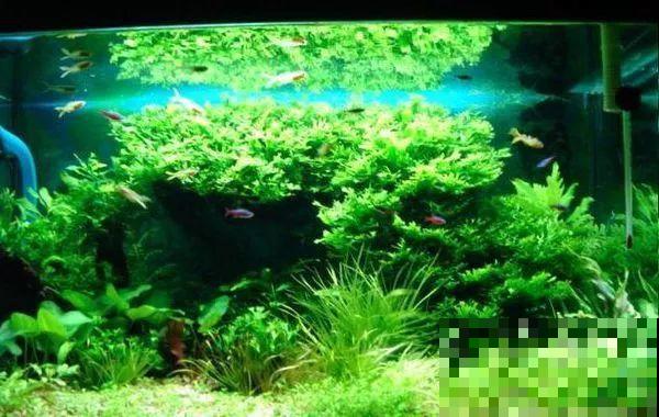 比铜钱草好看百倍的花，7天爆满一大缸，多到家里堆不下！