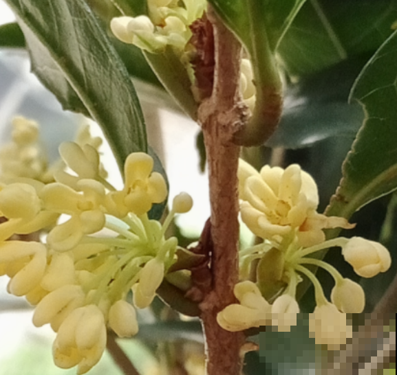 桂花现在按照这法子养，几天之后开成一团香雾，沁人心脾！