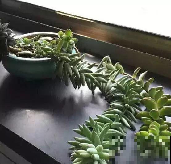 多肉届的比惨大会，扛不过夏天，活活长成了逗比！