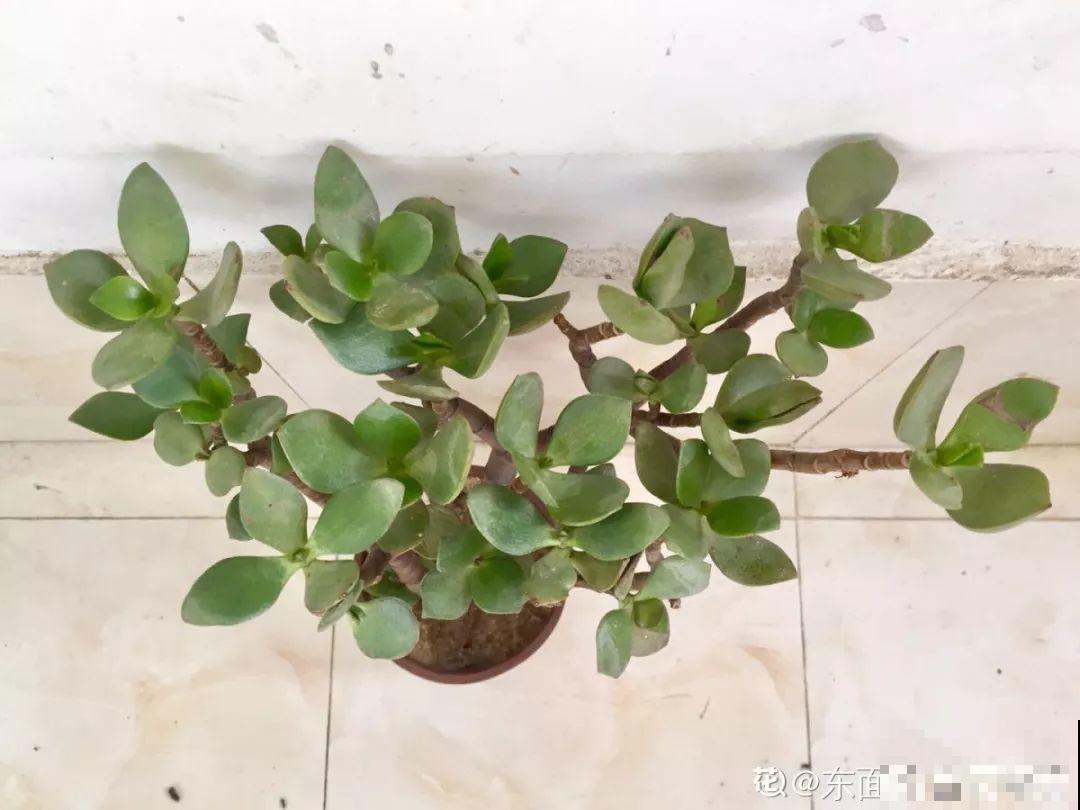 换盆时机到了，有这花赶紧换，叶子疯长猛开花！